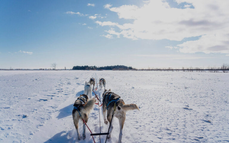 Hundespann med Alaska Husky